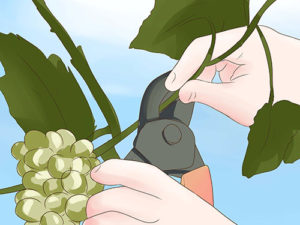 Як обрізати виноград влітку від непотрібних пагонів для початківців (Зелені операції)