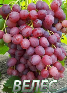 Виноград Велес: опис сорту, характеристика, вирощування відгуки