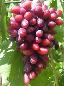 Виноград родзинка опис сорту з фото, догляд та вирощування