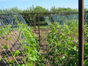Як правильно підвязати виноград навесні для початківців на дачі