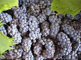 Сонник Виноград: до чого сниться виноград жінці є(їсти) зелений