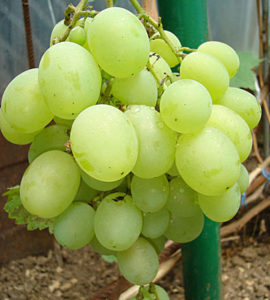 Виноград Талісман: опис сорти, вирощування і догляд, відгуки