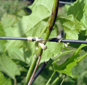 Як правильно підвязати виноград навесні для початківців на дачі