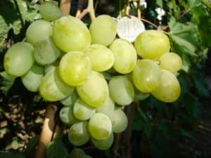 Виноград «Подарунок Запоріжжю» опис сорти, вирощування та фото з відгуками