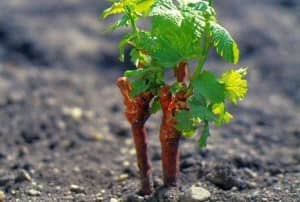 Виноград Велес: опис сорту, характеристика, вирощування відгуки