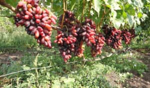 Виноград родзинка опис сорту з фото, догляд та вирощування