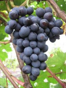 Виноград Агат донський: опис сорту, догляд та вирощування, відгуки та фото