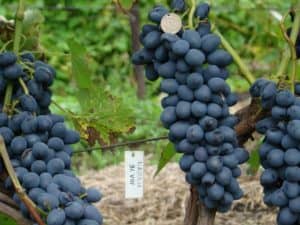 Виноград «Чарлі» характеристика сорту, опис особливостей та вирощування з фото