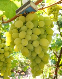 Сорт винограду Августин (Плевен Стійкий або V 25/20) опис, вирощування та відгуки