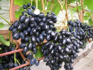 Виноград «Памяті Негруля» характеристика та опис сорту, з фото і відгуками