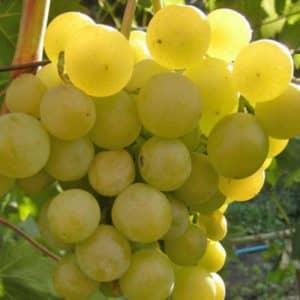 Виноград Галбена ноу (Золотинка) опису сорту, особливості вирощування
