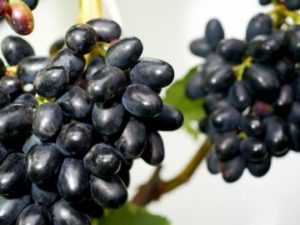 Виноград «Чарлі» характеристика сорту, опис особливостей та вирощування з фото