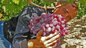 Виноград «Граф Монте Крісто» характеристика сорту, опис особливостей з фото і відгуками