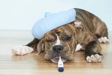 Профілактика, симптоми і лікування парагрипу собак