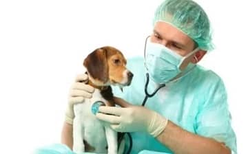 Профілактика, симптоми і лікування парагрипу собак