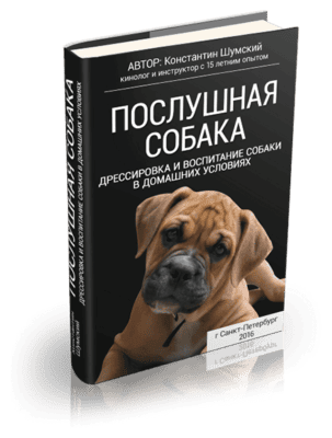 Радиоошейник для собак — потрібний помічник для дресирування