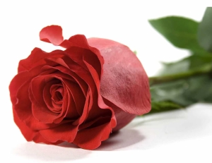 До чого сняться червоні троянди: позитивні і негативні трактування сновидіння
