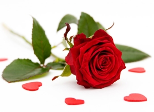 До чого сняться червоні троянди: позитивні і негативні трактування сновидіння