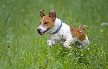 Плюси і мінуси породи Джек Рассел терєр, порівняння і відмінності від інших собак