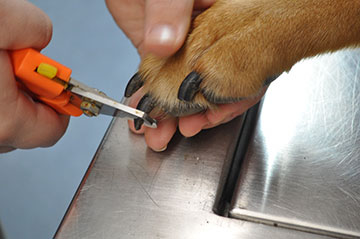 Дізнайся як обрізати кігті собаці в домашніх умовах правильно
