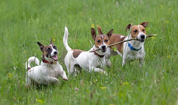Плюси і мінуси породи Джек Рассел терєр, порівняння і відмінності від інших собак