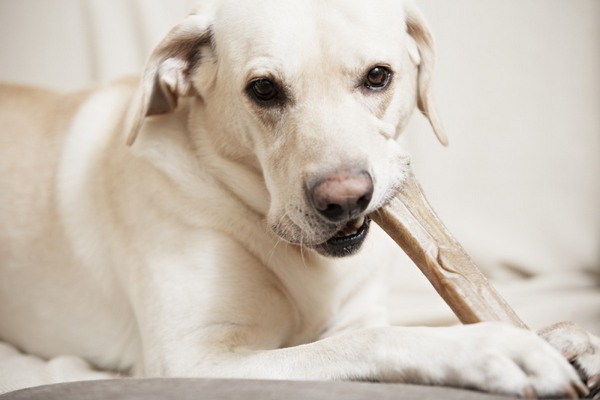 Ласощі для собак — три приводи для частувань
