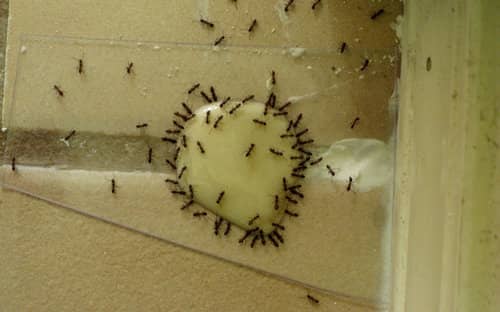 Борна кислота від мурах у квартирі: рецепти приманок