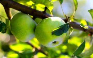 До чого сняться яблука зелені? Тлумачення з 5 сонників онлайн: Міллер, Ванга, Нострадамус, Квіток, Фрейд