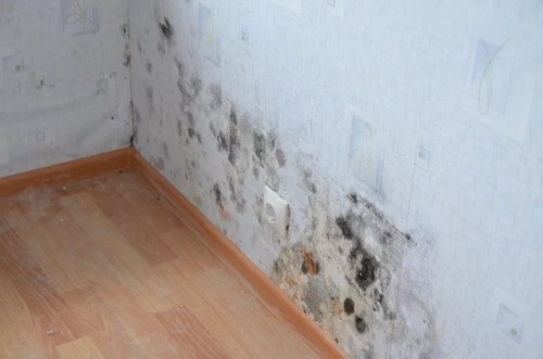 Чорна цвіль на стінах у квартирі і ванною: чим небезпечна, як прибрати?
