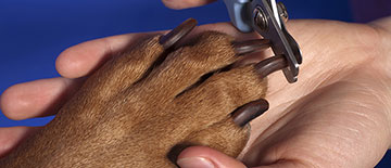 Дізнайся як обрізати кігті собаці в домашніх умовах правильно
