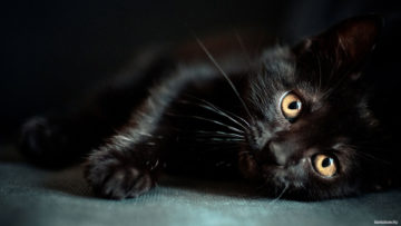До чого сниться чорний кіт? ДО НЕЩАСТЬ! Тлумачення снів з котами