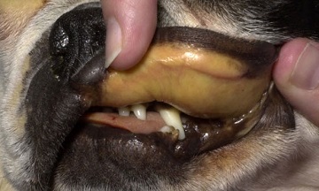 Що таке лептоспіроз собак (інфекційна жовтяниця): профілактика, лікування