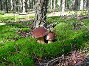 До чого сняться збирати гриби в лісі? Що значить сон з грибами в соннику Міллера, Ванги, Нострадамуса, Фрейда і сучасному соннику