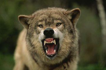 До чого сняться вовки, які нападають? Будьте напоготові! Тлумачення сну з вовками в соннику онлайн