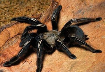 До чого сниться павук великий чорний? Сон з павуком: тлумачення, що означає в соннику онлайн
