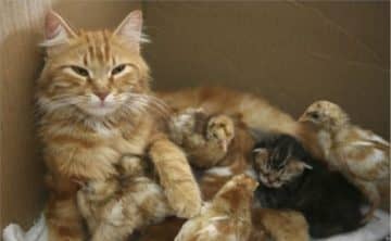 До чого сниться вагітна кішка? ПОГАНИЙ ЗНАК! Тлумачення снів з кішками