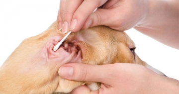 Дізнайся як почистити вуха собаці в домашніх умовах