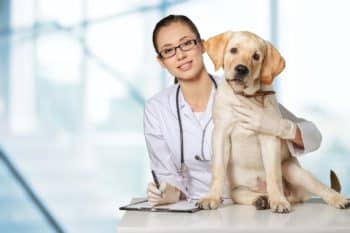 Симптоми і лікування аденовірусних інфекцій у собак