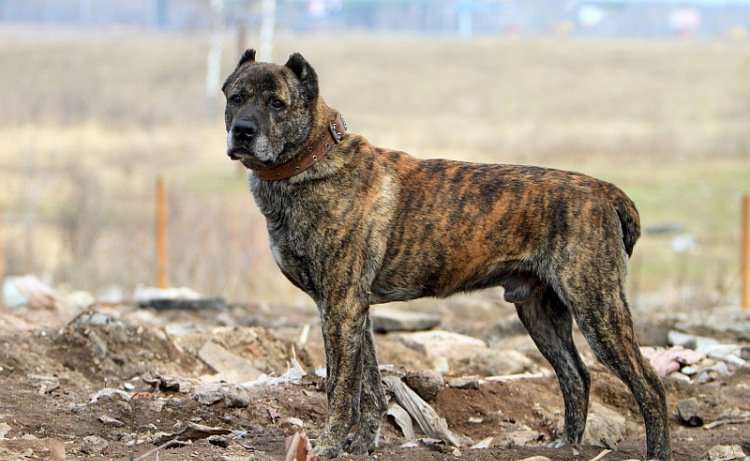 Алабай та інші великі собаки: хто сильніше і витривалішими