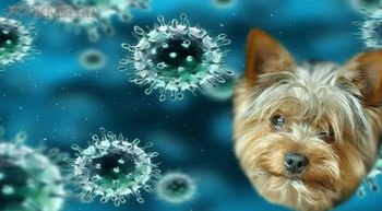 Симптоми і лікування аденовірусних інфекцій у собак