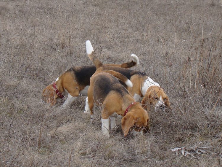 Мисливські собаки породи бігль