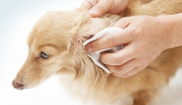 Дізнайся як почистити вуха собаці в домашніх умовах
