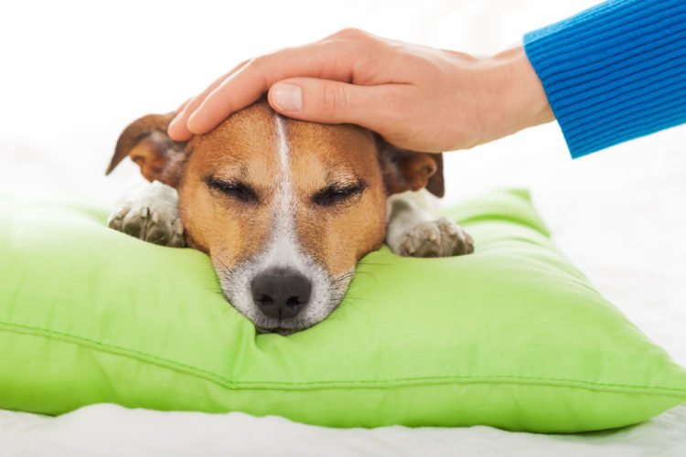 Діагностика та лікування бруцельозу у собак