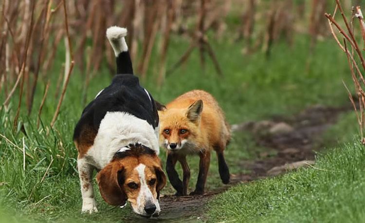 Мисливські собаки породи бігль