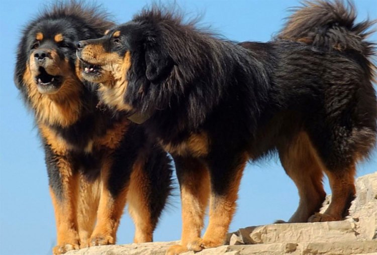 Алабай та інші великі собаки: хто сильніше і витривалішими