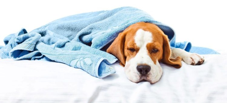 Діагностика та лікування бруцельозу у собак