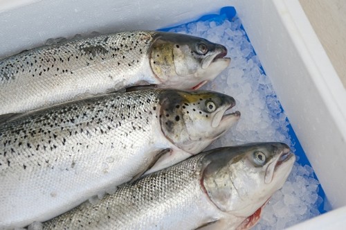 Скільки зберігається риба: свіжа, копчена, солона, смажена