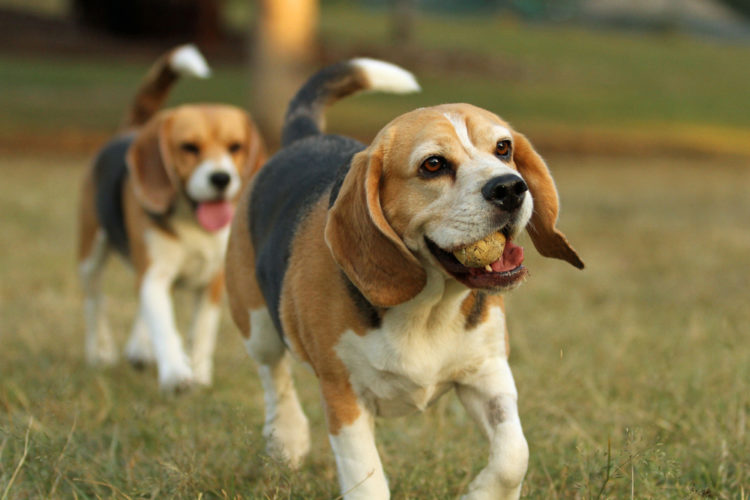 Стандарти дорослих собак і цуценят бігля (фото)