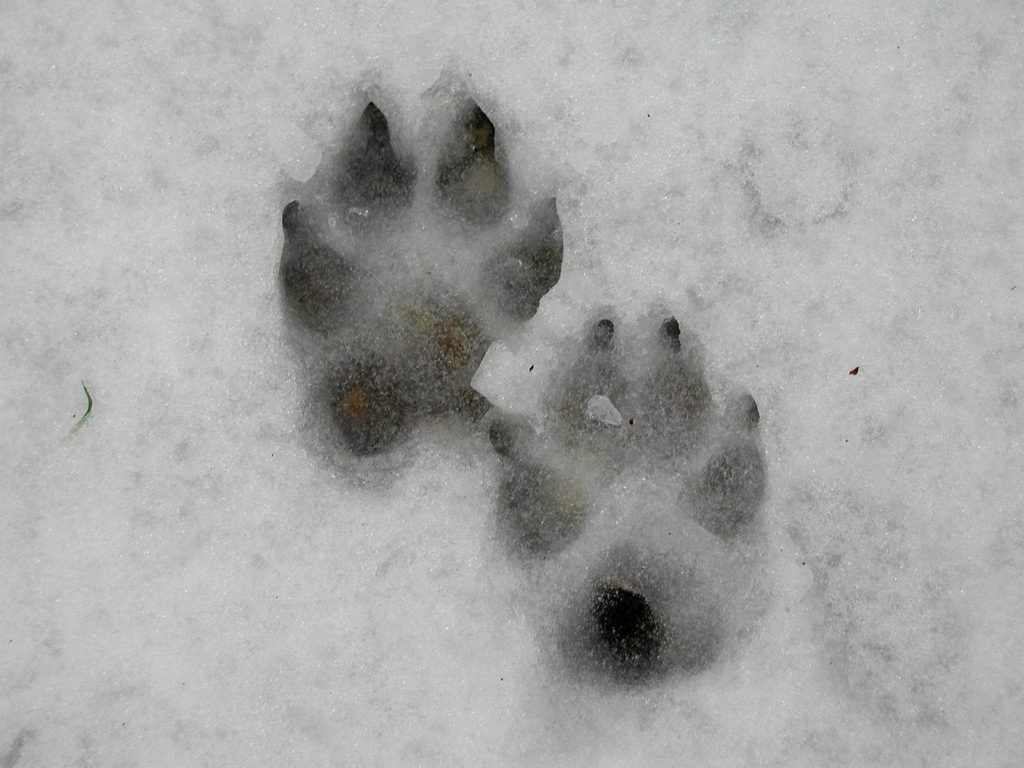 Сліди лисиці на снігу: фото