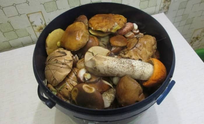 Копчення грибів у домашніх умовах, готуємо делікатес
